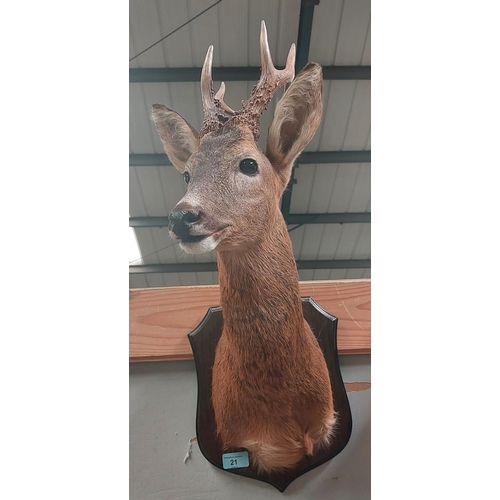 21 - Taxidermy: A late 20th century Roe Deer, head and shoulders mount with 6 point antlers antlers on wo... 