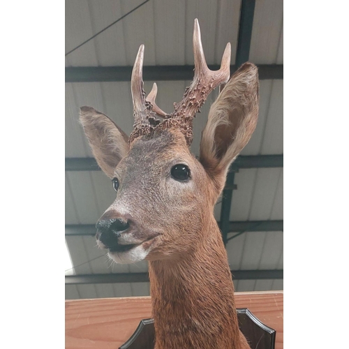 21 - Taxidermy: A late 20th century Roe Deer, head and shoulders mount with 6 point antlers antlers on wo... 