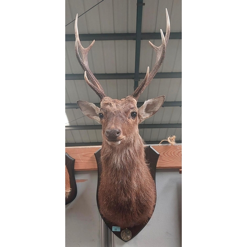 22 - Taxidermy: A late 20th century Sika Stag, shoulder mount with 8 point antlers, bronze CIC Medal moun... 