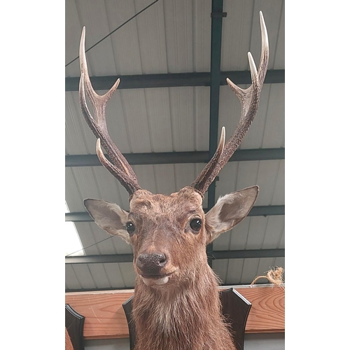 22 - Taxidermy: A late 20th century Sika Stag, shoulder mount with 8 point antlers, bronze CIC Medal moun... 