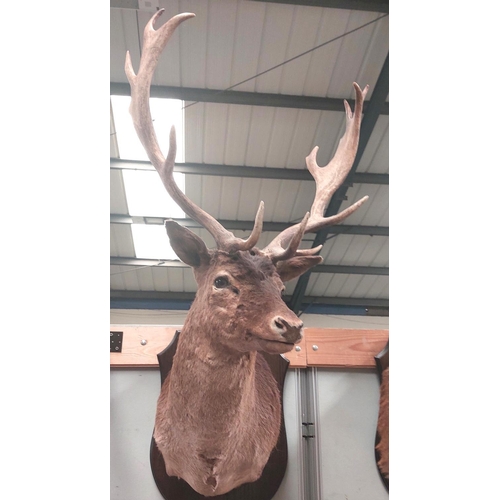 23 - Taxidermy: A late 20th century Fallow Buck, full shoulder mount on wooden plaque, width 46cm , mount... 