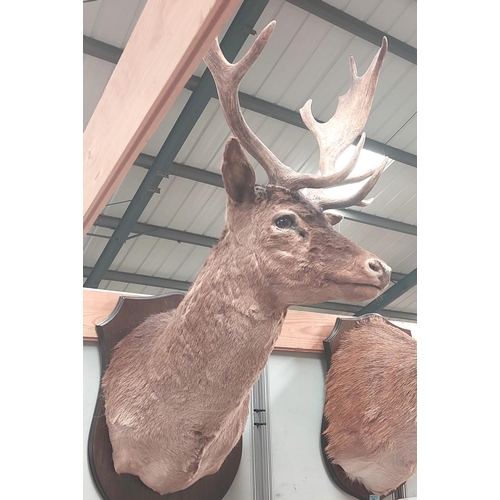 23 - Taxidermy: A late 20th century Fallow Buck, full shoulder mount on wooden plaque, width 46cm , mount... 