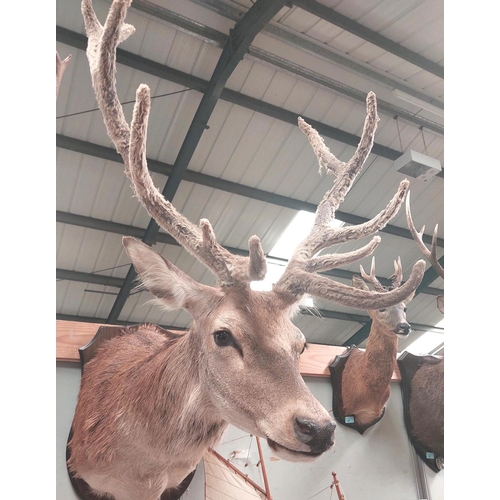 24 - Taxidermy: An impressive later 20th century Red Stag with 11 pointer velvet antlers, mounted on wood... 