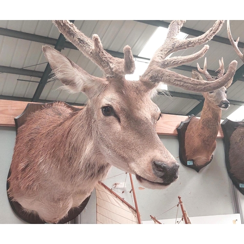 24 - Taxidermy: An impressive later 20th century Red Stag with 11 pointer velvet antlers, mounted on wood... 