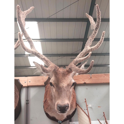 24 - Taxidermy: An impressive later 20th century Red Stag with 11 pointer velvet antlers, mounted on wood... 