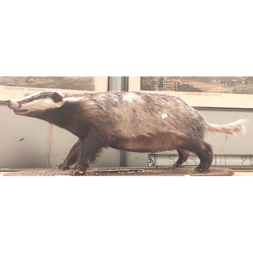 38 - Taxidermy: A taxidermy model of a badger (slight loss around tail) Length 84cm