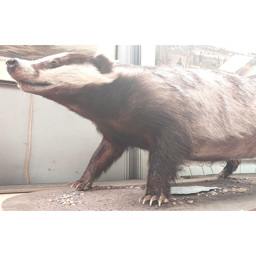 38 - Taxidermy: A taxidermy model of a badger (slight loss around tail) Length 84cm