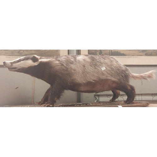 38 - Taxidermy: A taxidermy model of a badger (slight loss around tail) Length 84cm