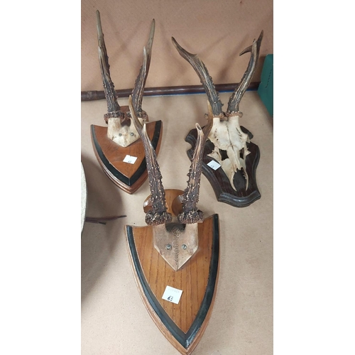 63 - An African tribal zebra skin shield; a short spear; 3 pairs of deer antlers mounted on oak plaques.