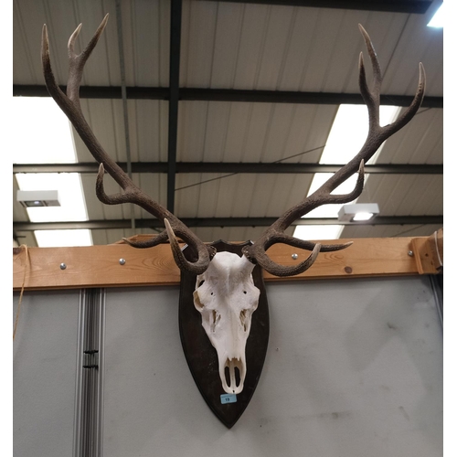 19 - Taxidermy: A late 20th century Red Stag pair of 12 point antlers on skull, mounted on shield back, w... 