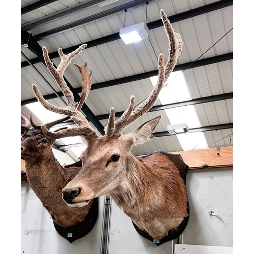 24 - Taxidermy: An impressive later 20th century Red Stag with 11 pointer velvet antlers, mounted on wood... 