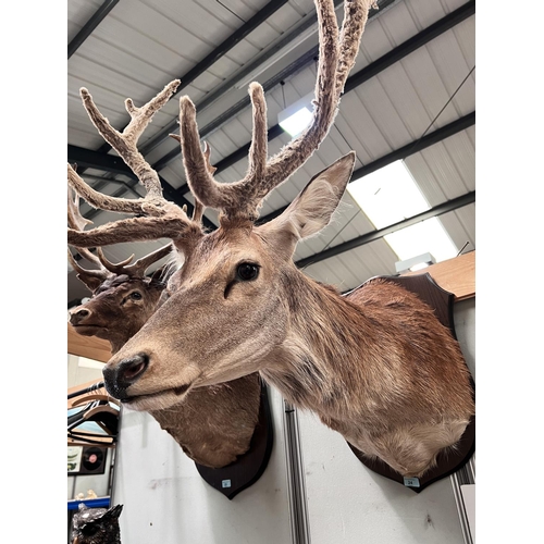 24 - Taxidermy: An impressive later 20th century Red Stag with 11 pointer velvet antlers, mounted on wood... 