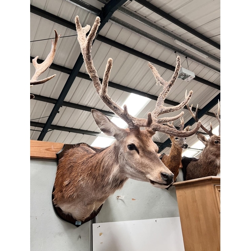 24 - Taxidermy: An impressive later 20th century Red Stag with 11 pointer velvet antlers, mounted on wood... 