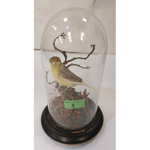 3 - Taxidermy: A 19th century canary under glass dome in naturalistic setting