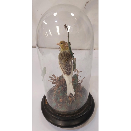 3 - Taxidermy: A 19th century canary under glass dome in naturalistic setting