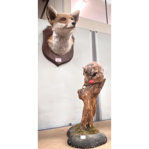 18 - Taxidermy: a fox head mounted on shield plaque with glass eyes, and a Jay sitting on a branch.