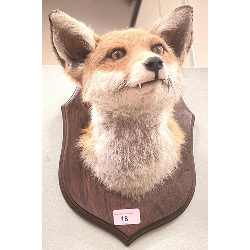 18 - Taxidermy: a fox head mounted on shield plaque with glass eyes, and a Jay sitting on a branch.