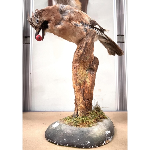 18 - Taxidermy: a fox head mounted on shield plaque with glass eyes, and a Jay sitting on a branch.