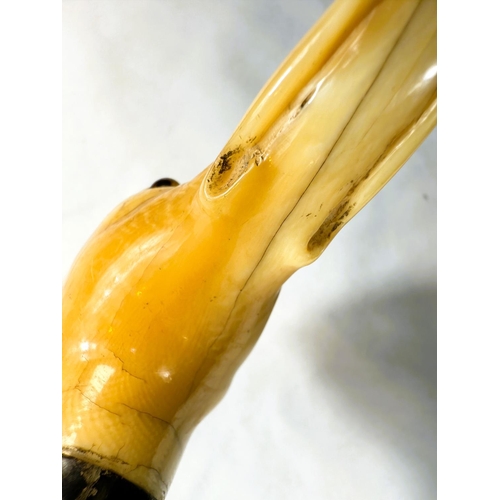 12 - A 19th Century Malacca cane stick with carved ivory handle of a greyhound's head, 91cms.