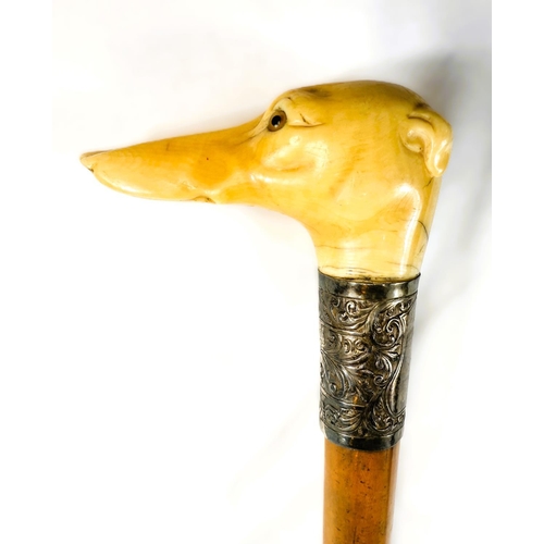 12 - A 19th Century Malacca cane stick with carved ivory handle of a greyhound's head, 91cms.