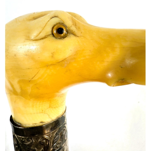 12 - A 19th Century Malacca cane stick with carved ivory handle of a greyhound's head, 91cms.