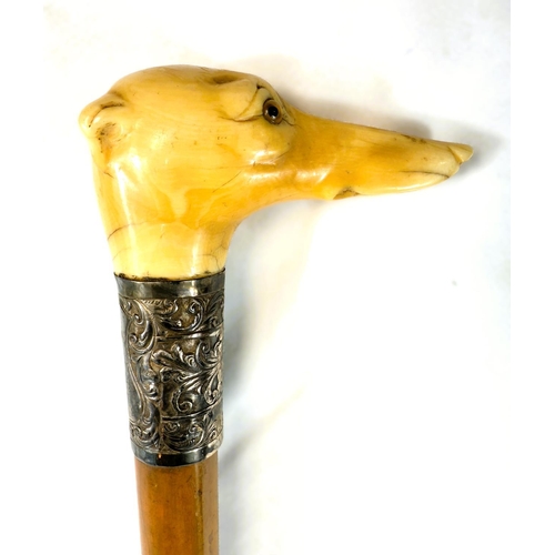 12 - A 19th Century Malacca cane stick with carved ivory handle of a greyhound's head, 91cms.