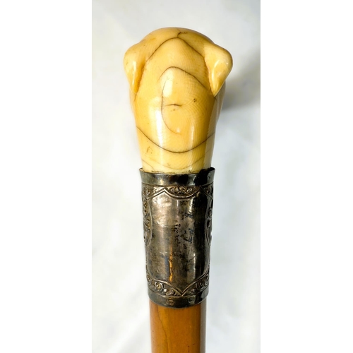 12 - A 19th Century Malacca cane stick with carved ivory handle of a greyhound's head, 91cms.