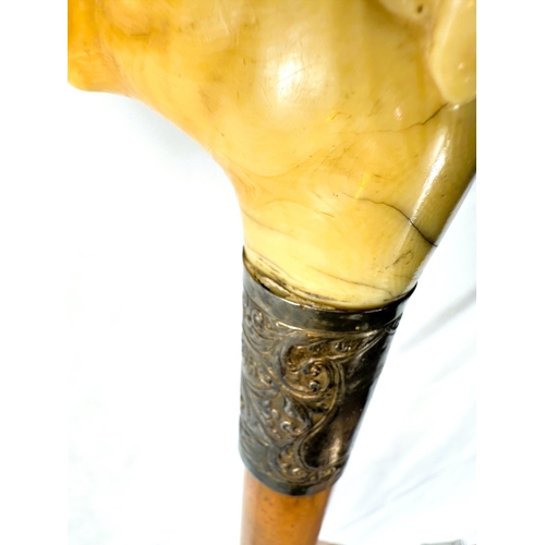 12 - A 19th Century Malacca cane stick with carved ivory handle of a greyhound's head, 91cms.