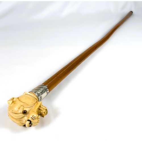 13 - A 19th Century Malacca cane stick with carved ivory handle of an angry dog, 85cms.WITHDRAWN FROM THI... 