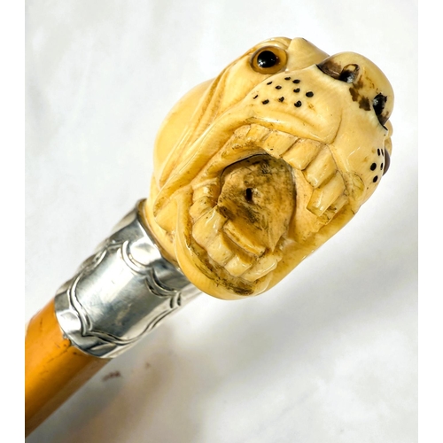 13 - A 19th Century Malacca cane stick with carved ivory handle of an angry dog, 85cms.