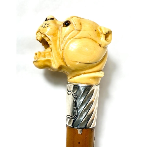 13 - A 19th Century Malacca cane stick with carved ivory handle of an angry dog, 85cms.