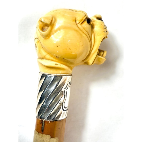 13 - A 19th Century Malacca cane stick with carved ivory handle of an angry dog, 85cms.WITHDRAWN FROM THI... 