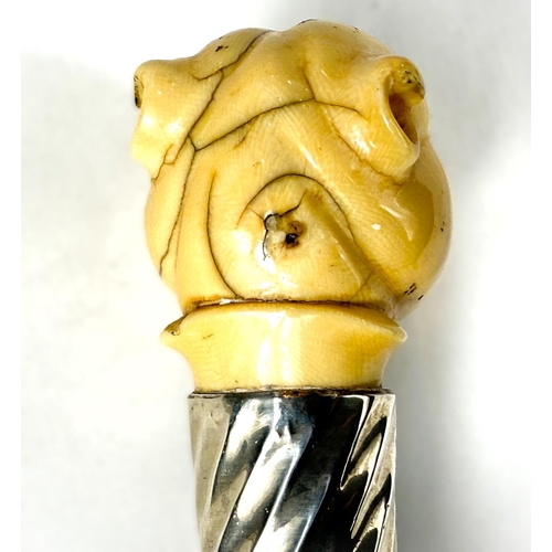 13 - A 19th Century Malacca cane stick with carved ivory handle of an angry dog, 85cms.