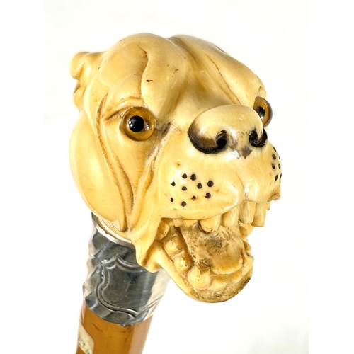 13 - A 19th Century Malacca cane stick with carved ivory handle of an angry dog, 85cms.WITHDRAWN FROM THI... 