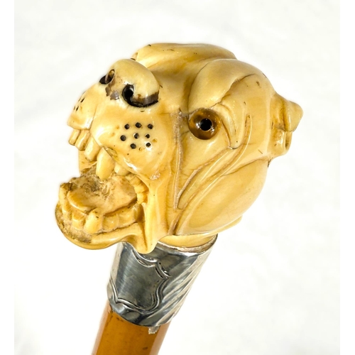 13 - A 19th Century Malacca cane stick with carved ivory handle of an angry dog, 85cms.WITHDRAWN FROM THI... 