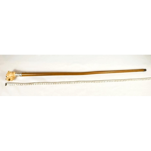 13 - A 19th Century Malacca cane stick with carved ivory handle of an angry dog, 85cms.