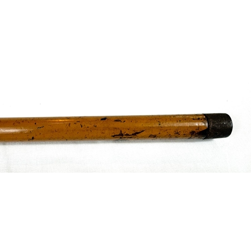 13 - A 19th Century Malacca cane stick with carved ivory handle of an angry dog, 85cms.WITHDRAWN FROM THI... 