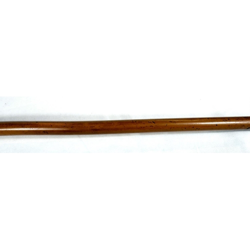 13 - A 19th Century Malacca cane stick with carved ivory handle of an angry dog, 85cms.