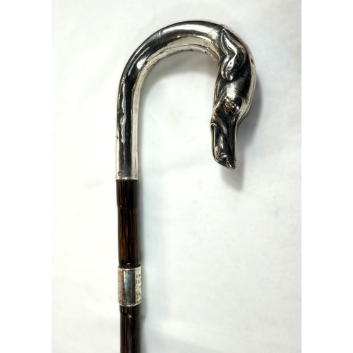 250 - An Edwardian period walking cane with silver loop handle having dog's head finial and presentation b... 