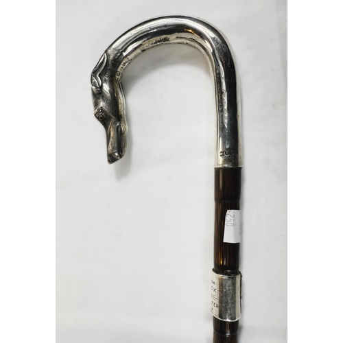 250 - An Edwardian period walking cane with silver loop handle having dog's head finial and presentation b... 