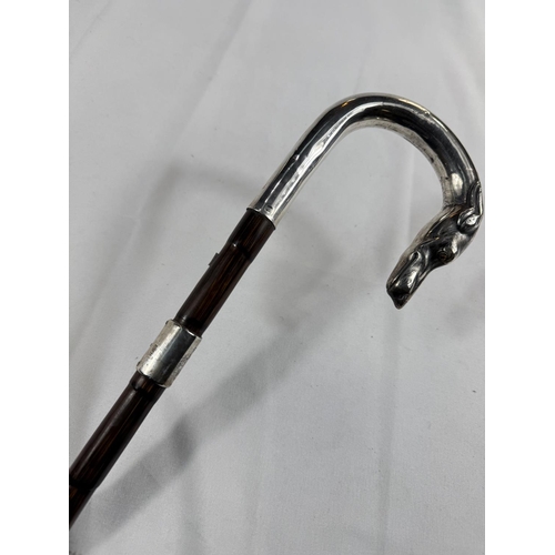 250 - An Edwardian period walking cane with silver loop handle having dog's head finial and presentation b... 