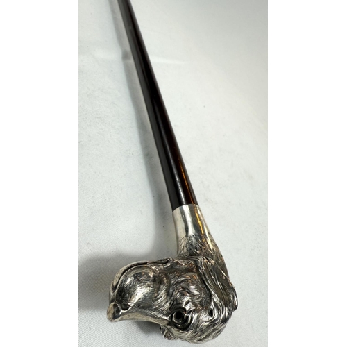 257 - An Edwardian walking stick with hardwood shaft and silver dog's head finial (eyes missing), London, ... 