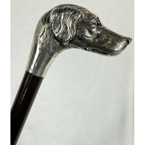 257 - An Edwardian walking stick with hardwood shaft and silver dog's head finial (eyes missing), London, ... 