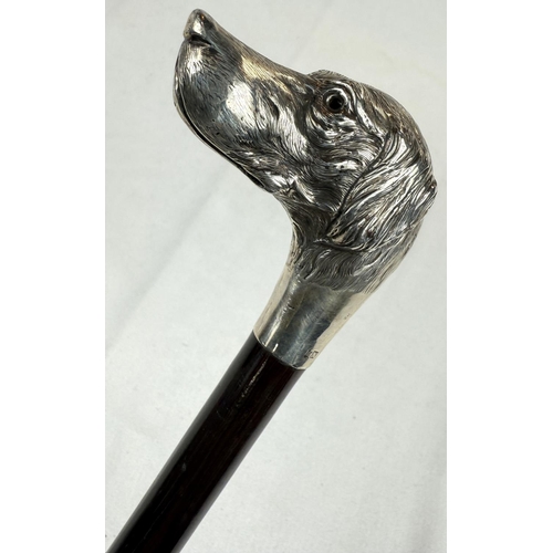 257 - An Edwardian walking stick with hardwood shaft and silver dog's head finial (eyes missing), London, ... 