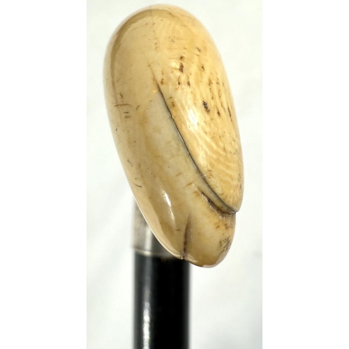 7 - A 19th Century walking stick with carved ivory elephant's head handle and silver band, 92cms, and si... 