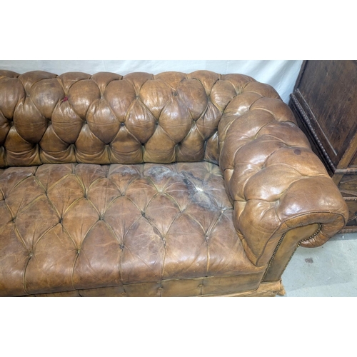 1100 - A very large late 19th/early 20th century tan hide scroll arm and back Chesterfield settee with butt... 