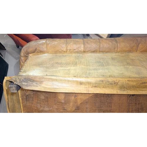 1100 - A very large late early to mid 20th century tan hide scroll arm and back Chesterfield settee with bu... 