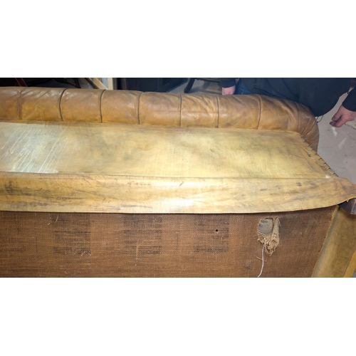 1100 - A very large late early to mid 20th century tan hide scroll arm and back Chesterfield settee with bu... 