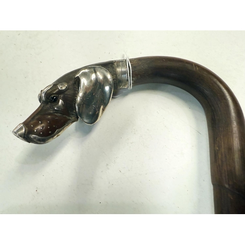 152 - A 19th Century walking stick with loop handle having carved and silver-mounted dog's head finial, 91... 