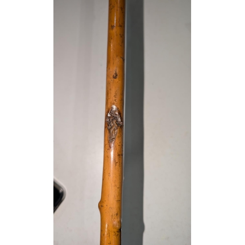 162 - A 19th Century hunting stick with silver collar engraved and dated 1868 with carved fox hound finial... 